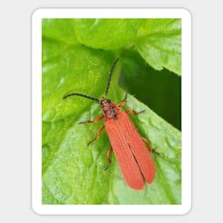 Red net-winged beetle - Dictyoptera simplicipes Sticker